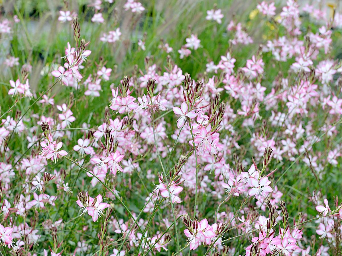 Prachtkerze Rosy Jane
