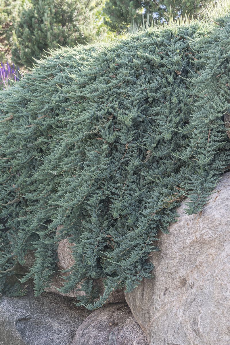 Kriechwacholder Blue Chip