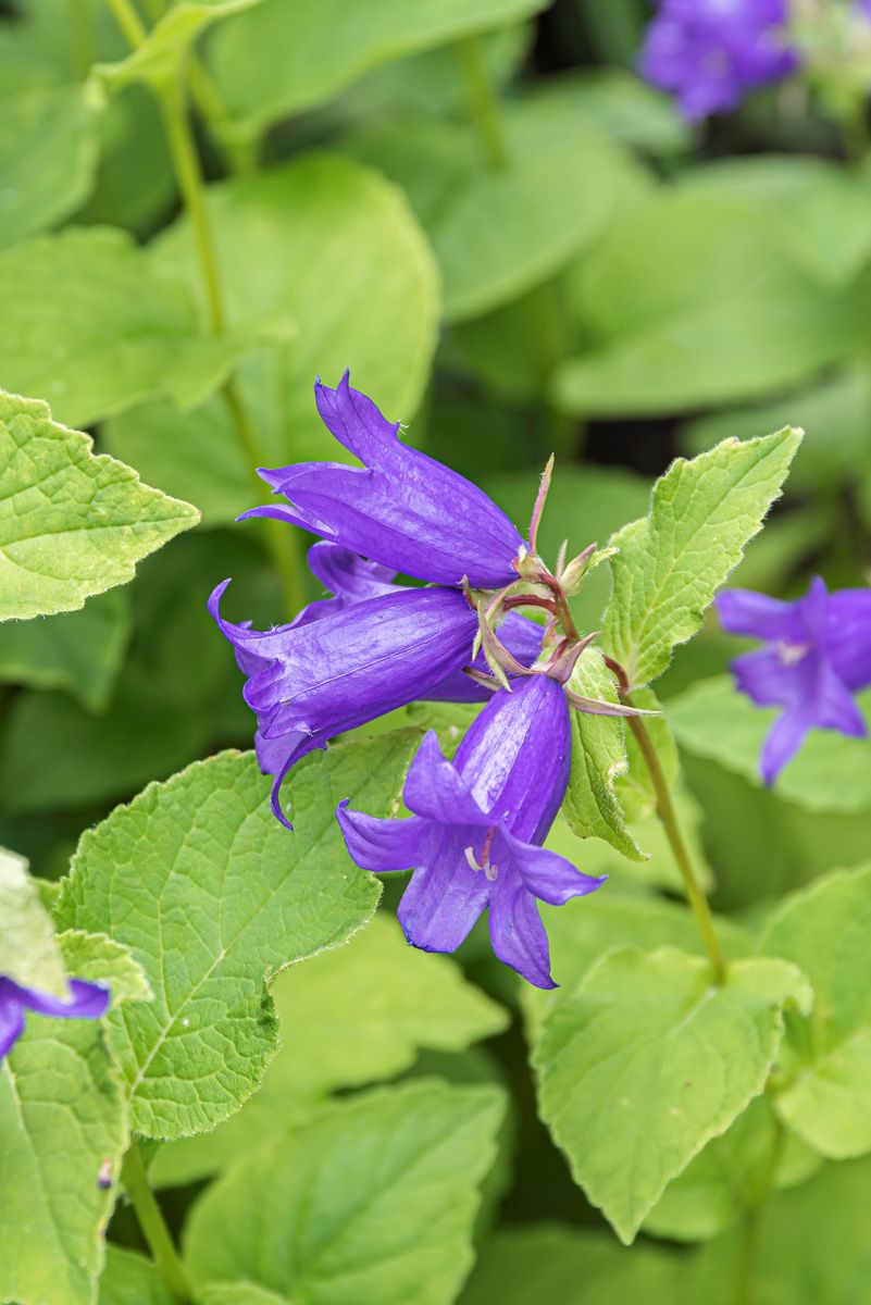 Breitblättrige Waldglockenblume