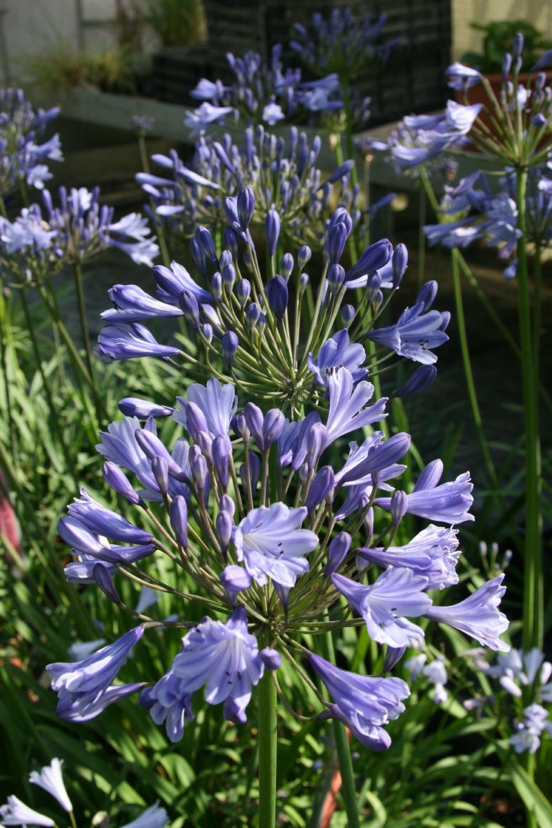 Schmucklilie, Liebesblume Peter Pan