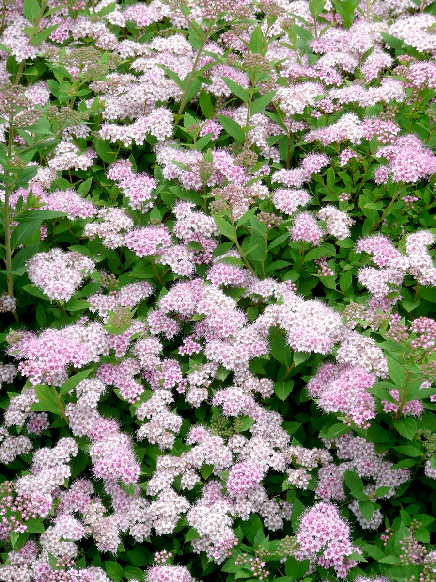 Rosa Sommerspiere Little Princess