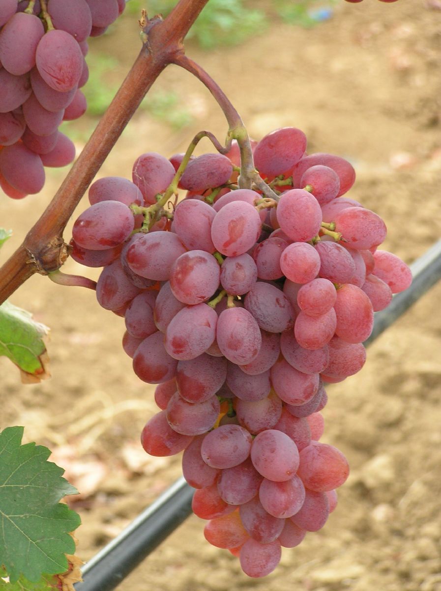 Vanessa Hausgartenrebe (anspruchslos) Vanessa Hausgartenrebe (anspruchslos)