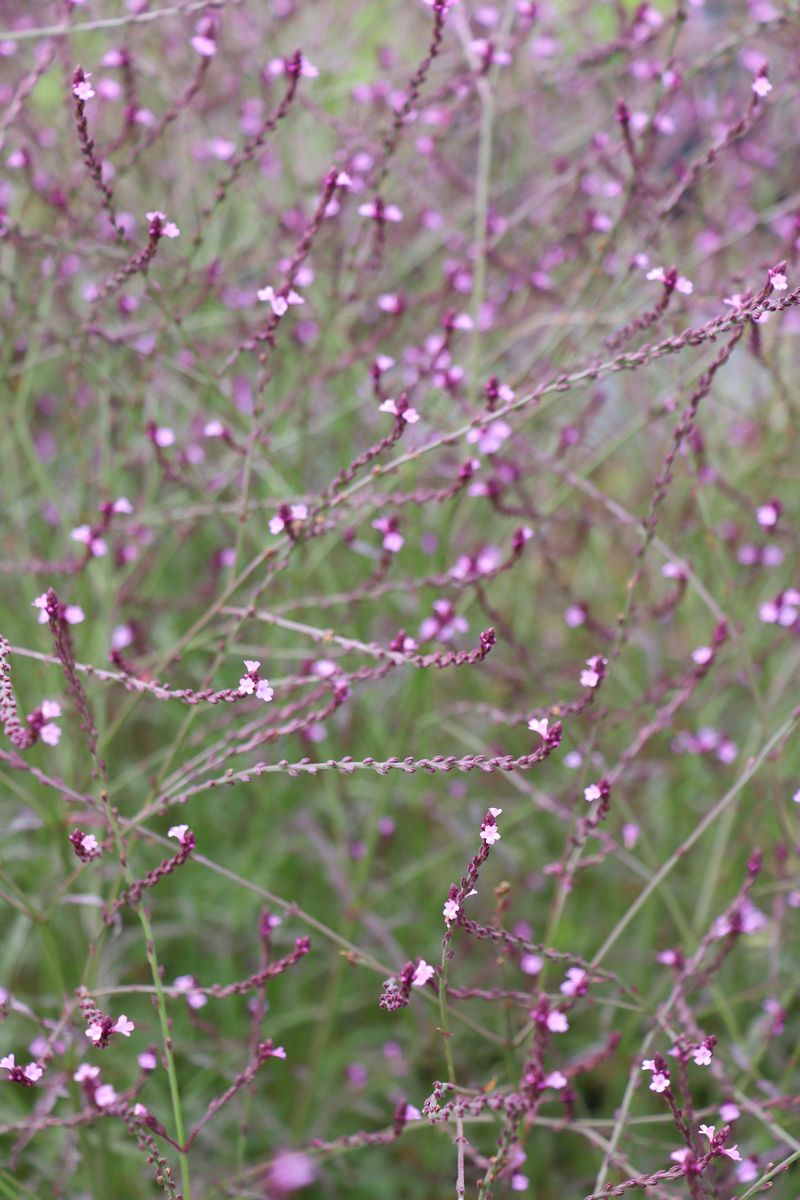 Purpurblättriges Eisenkraut Bampton