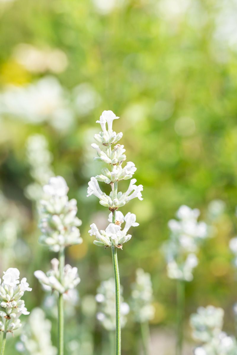 Lavendel Nana Alba