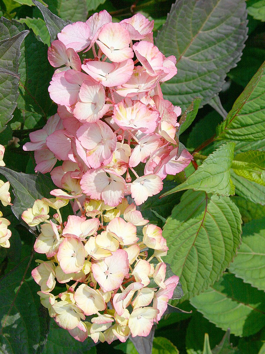 Gartenhortensie Preziosa