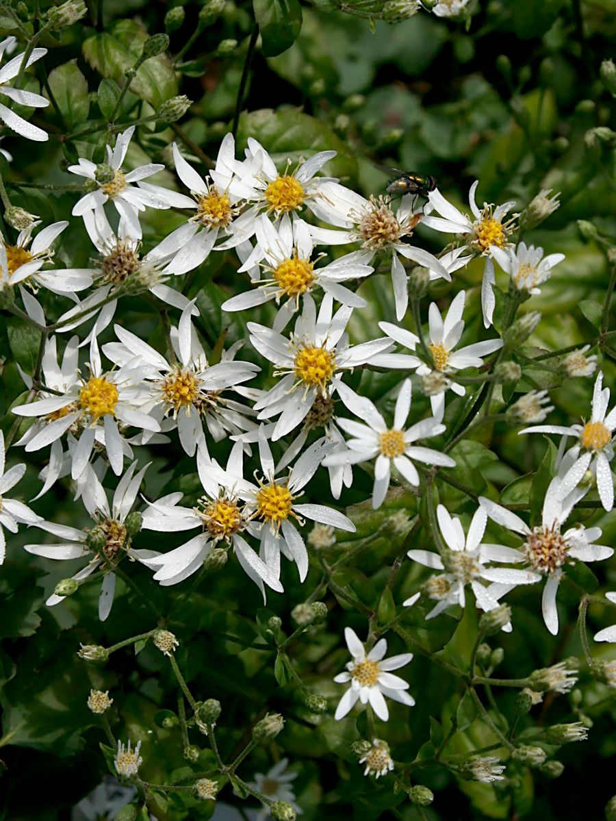 Kriechmyrtenaster Snowflurry