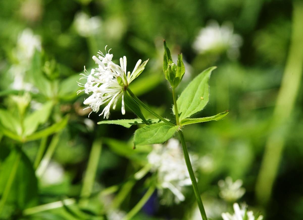 Turiner Waldmeister