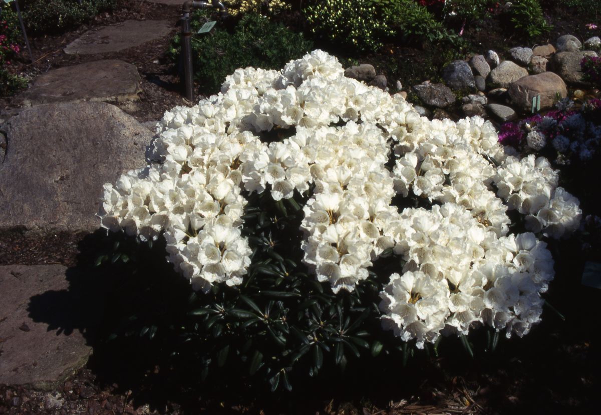 Rhododendron Yaku Angel