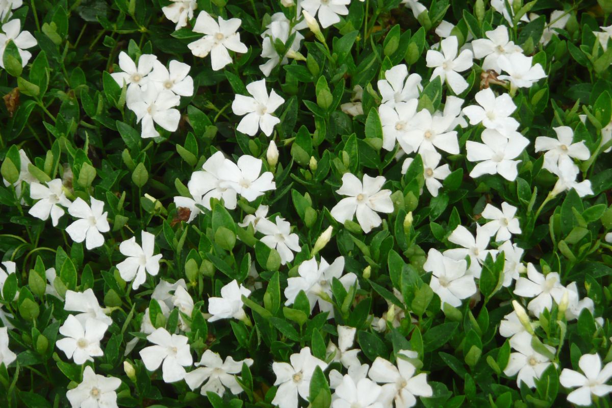 Immergrün Gertrude Jekyll