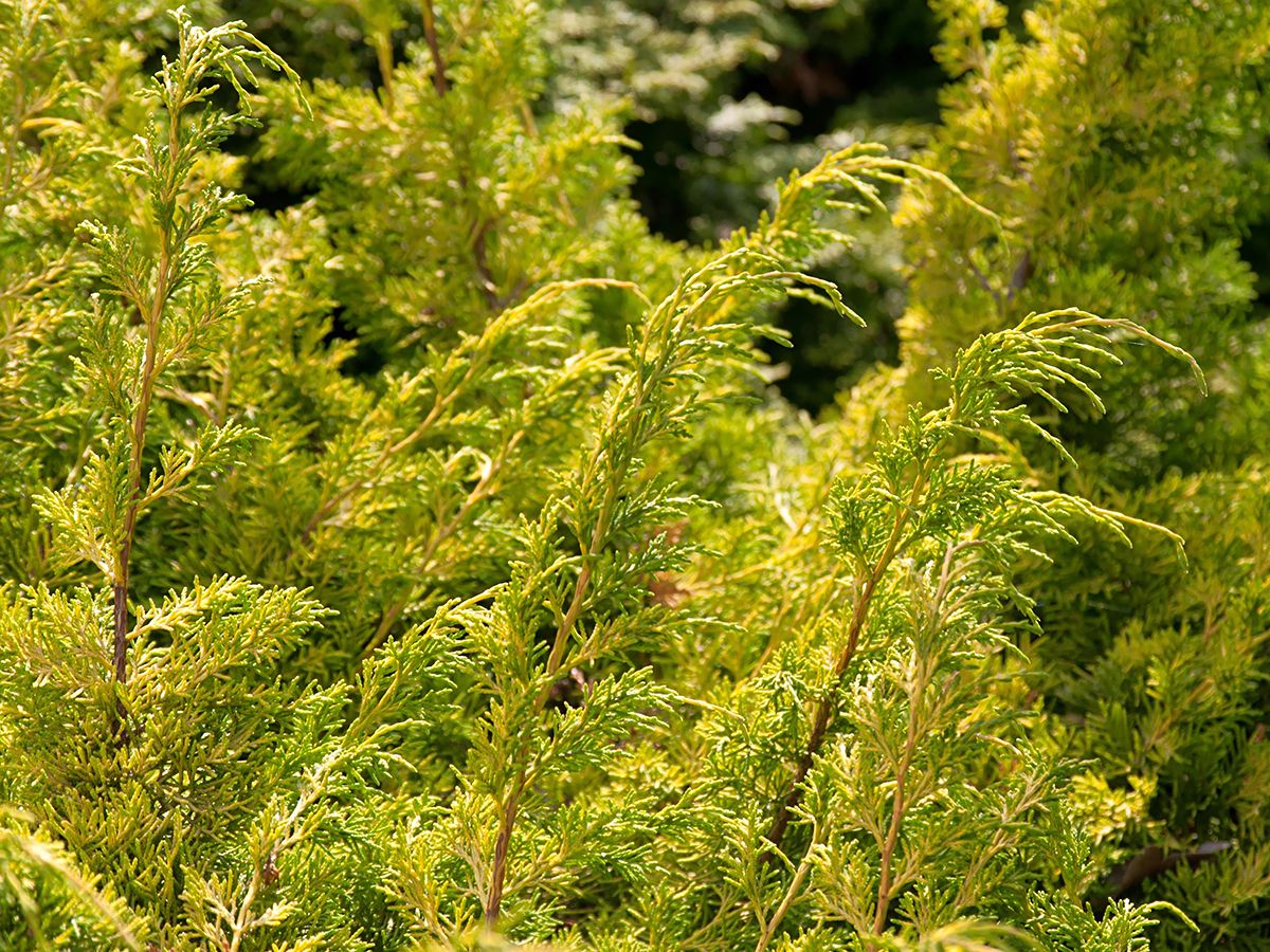 Wacholder Plumosa Aurea