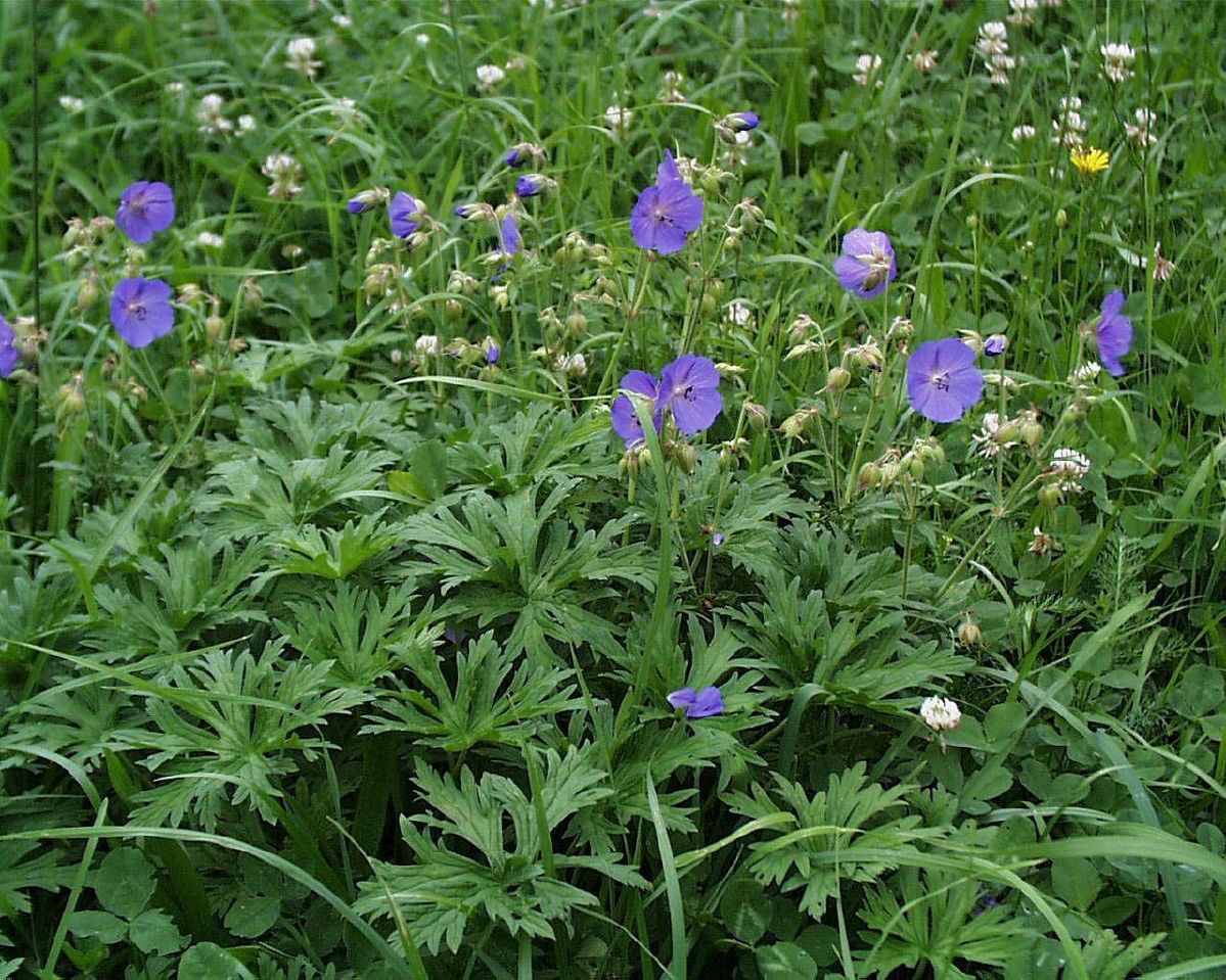 Waldstorchschnabel Waldstorchschnabel