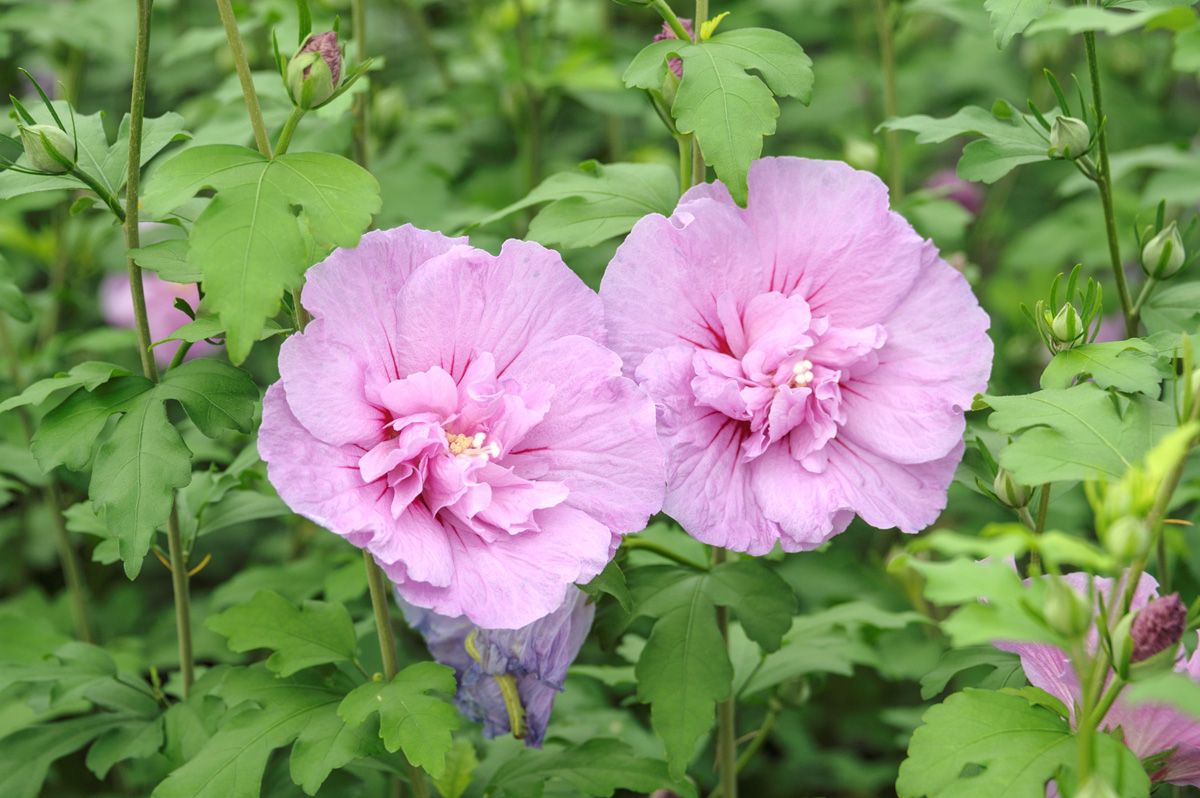 Hibiskus Lavender Chiffon