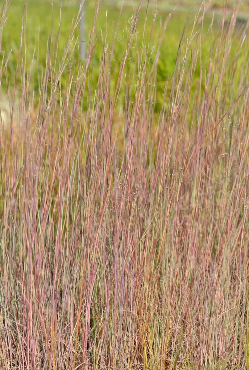 Bartgras Prairie Blues Bartgras Prairie Blues