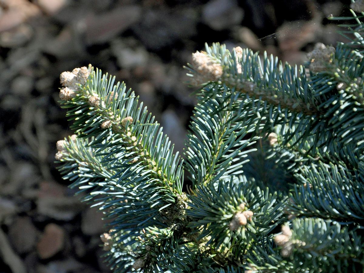 Felsengebirgstanne Compacta Felsengebirgstanne Compacta