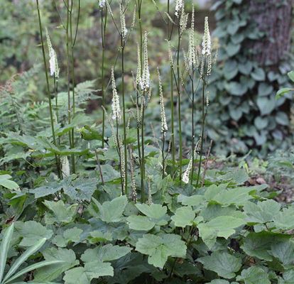 Kleine Korea-Silberkerze Cheju-D