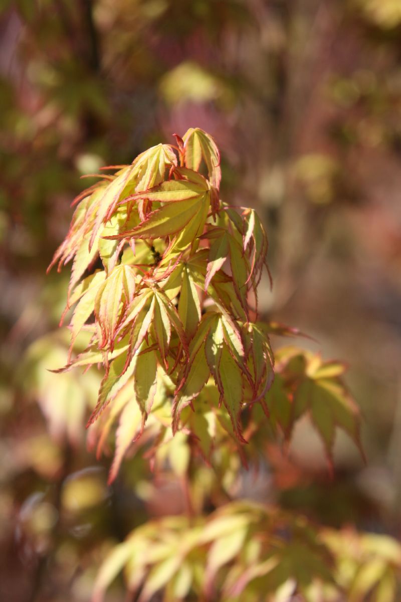 Fächerahorn Katsura