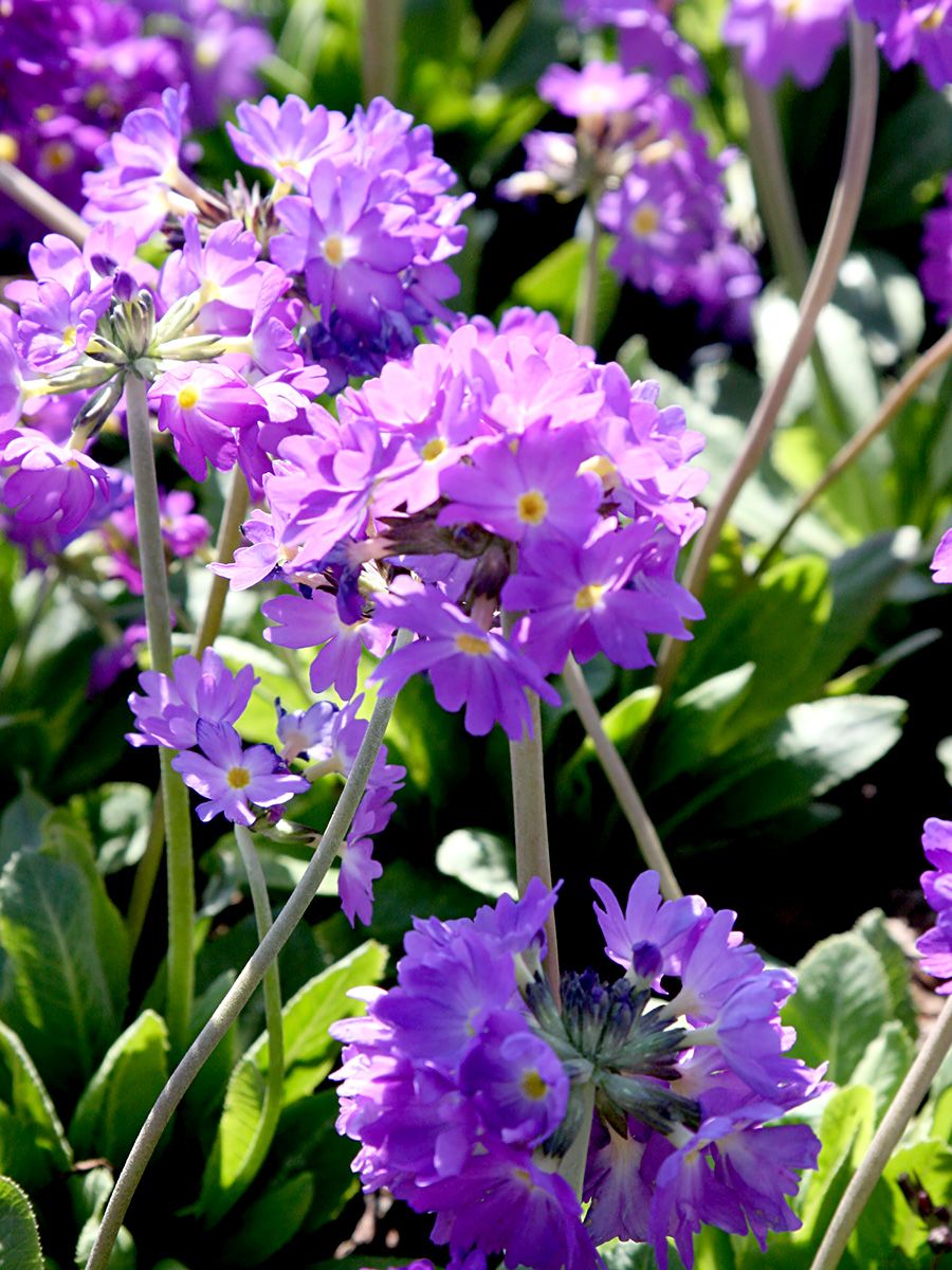 Kugelprimel Grandiflora