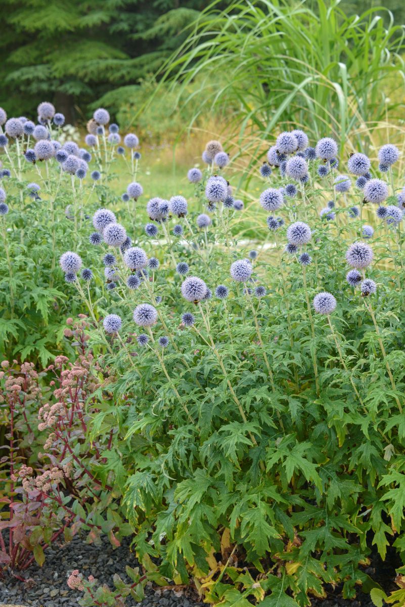 Kugeldistel Taplow Blue