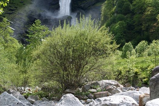 Lavendelweide Lavendelweide