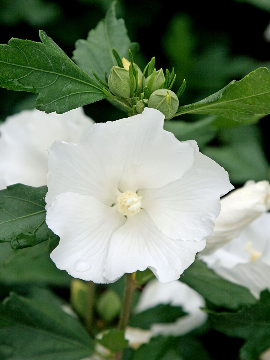 Hibiskus William R. Smith Hibiskus William R. Smith