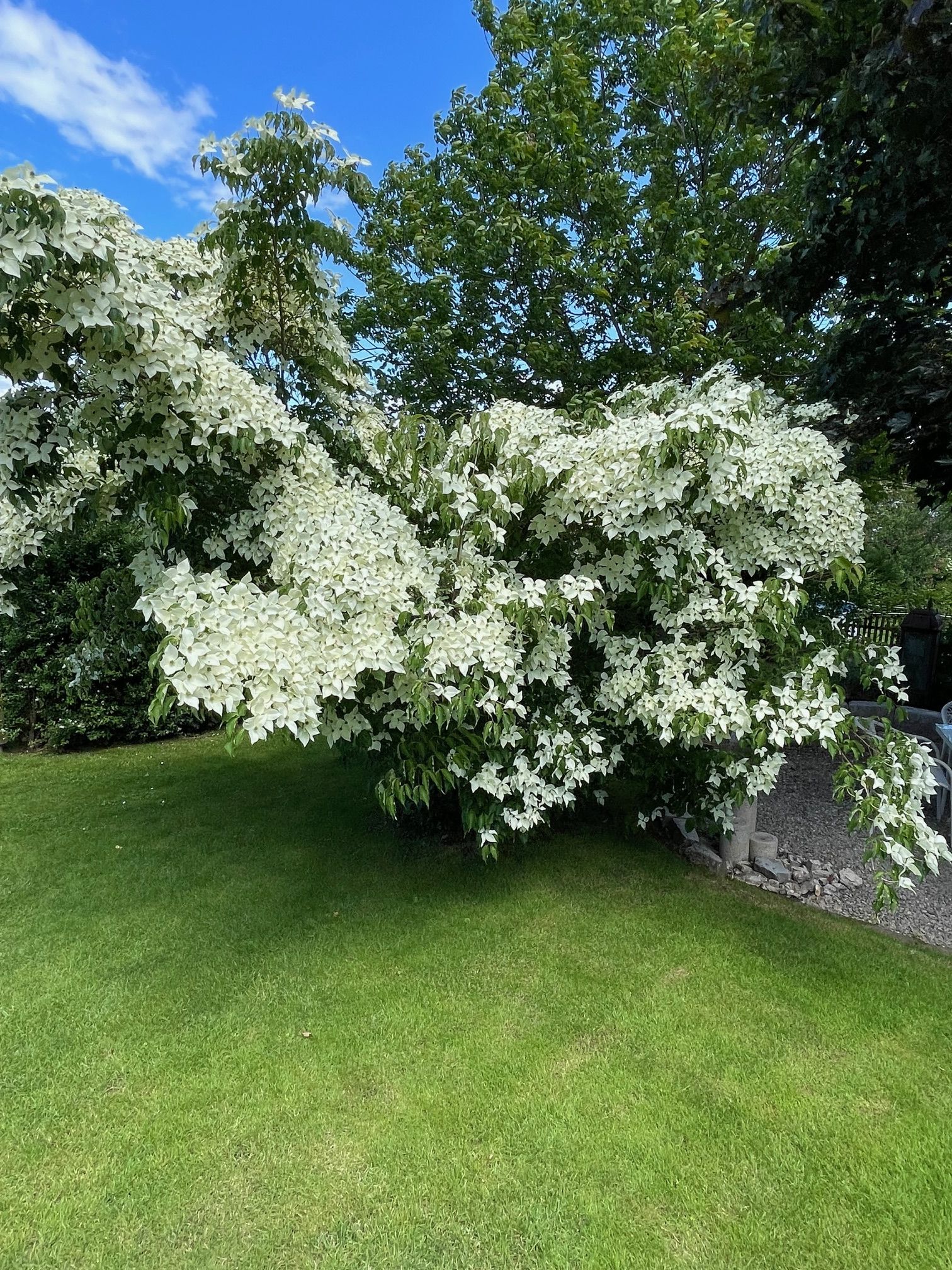 Japanischer  Blumenhartriegel