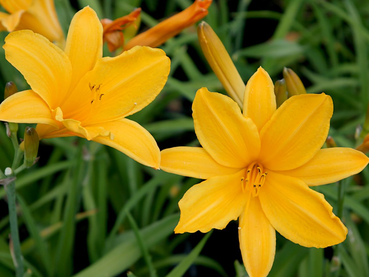 Taglilie Mary Todd Taglilie Mary Todd