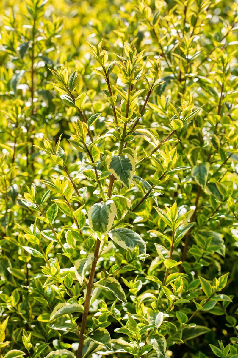 Goldliguster Aureum Goldliguster Aureum