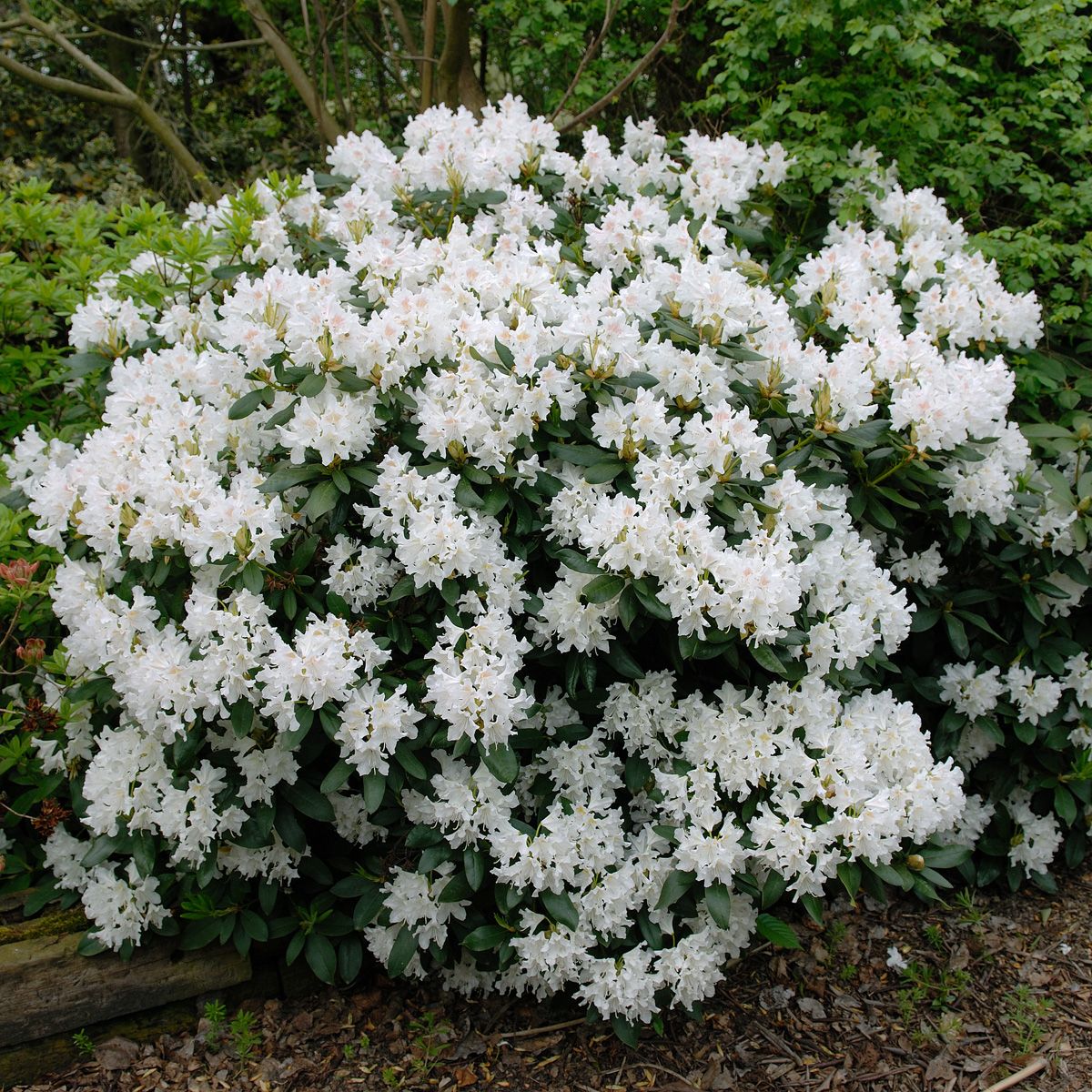 Rhododendron Cunningham’s White Rhododendron Cunningham’s White