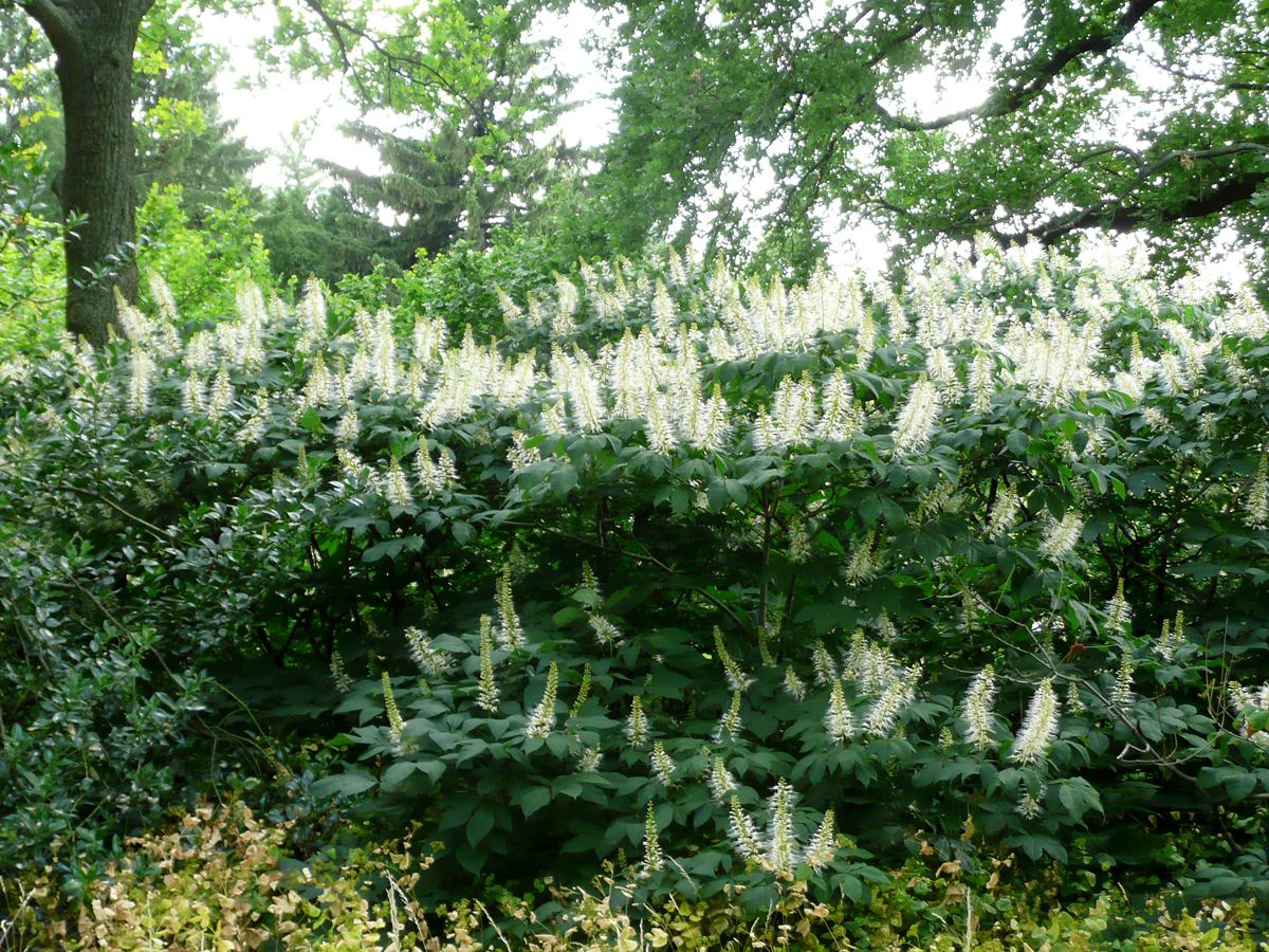 Strauchkastanie Strauchkastanie