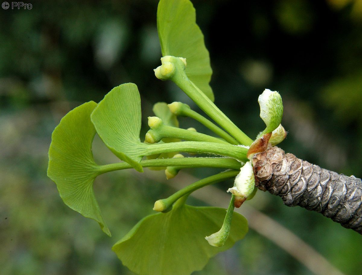 Mädchenhaarbaum