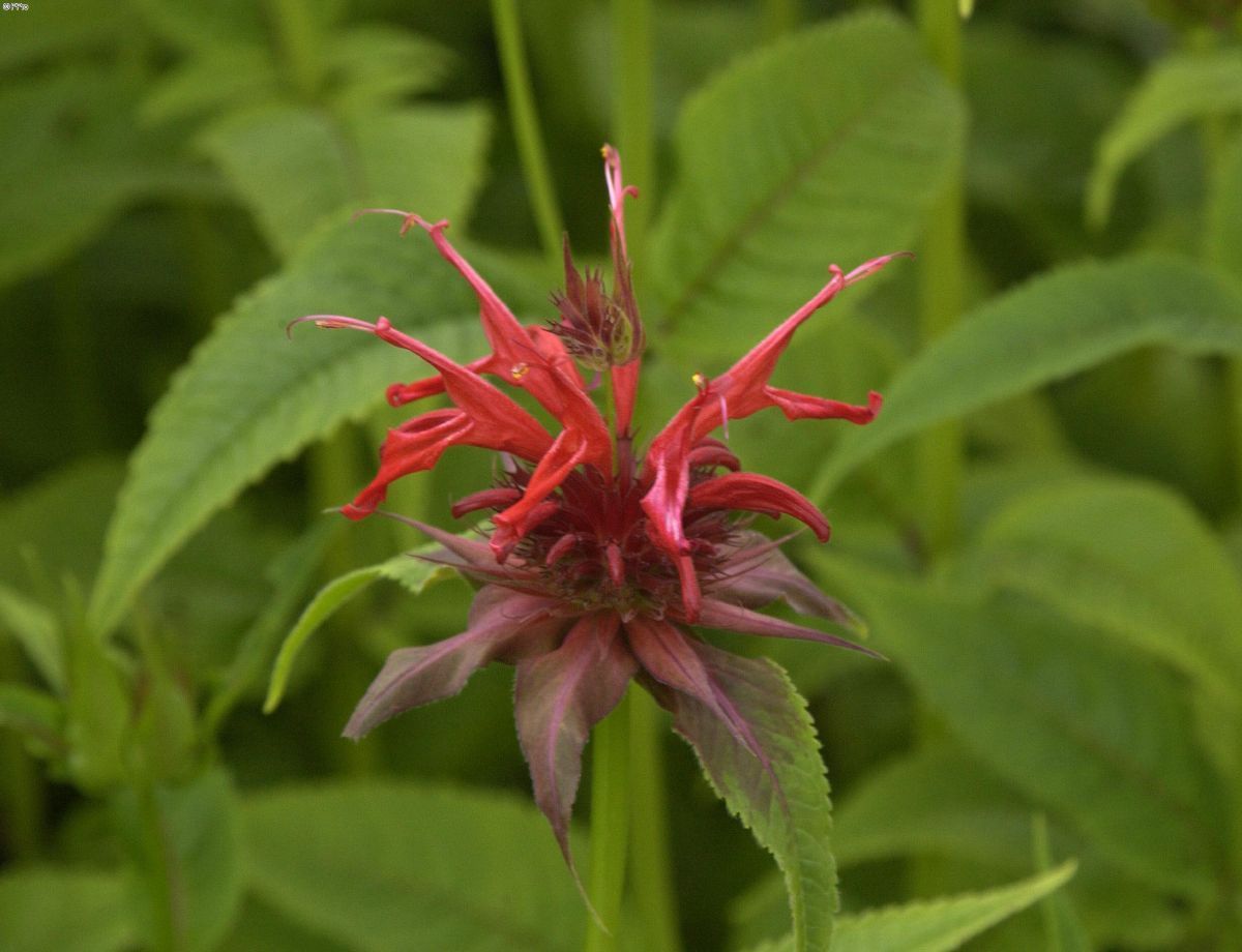 Goldmelisse Goldmelisse