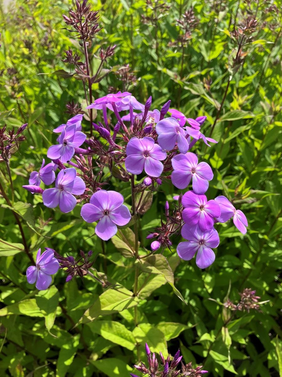 Grossblattphlox JS Queen Paola