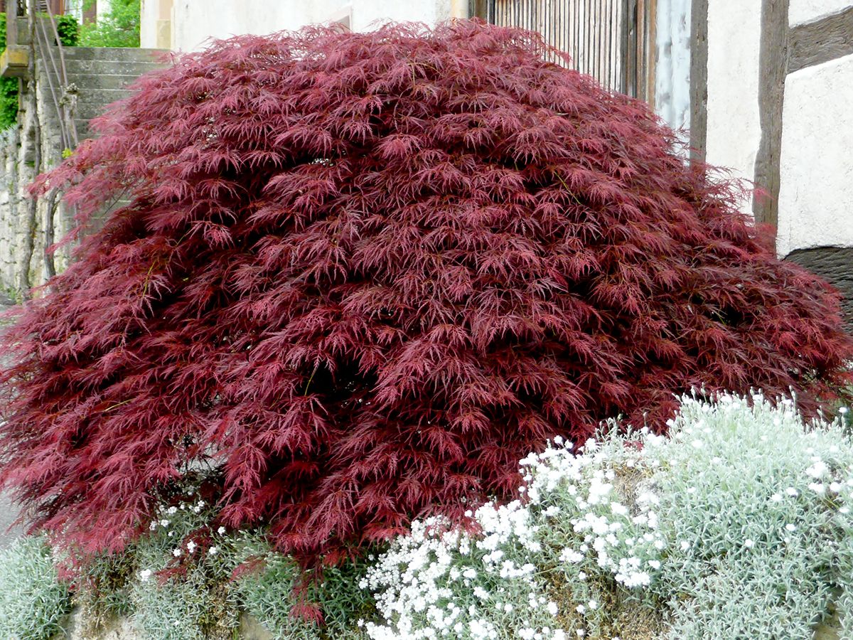 Geschlitztblättriger Fächerahorn Garnet Geschlitztblättriger Fächerahorn Garnet