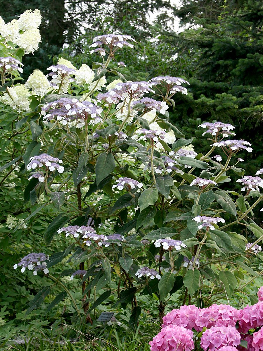 Rauhblatthortensie