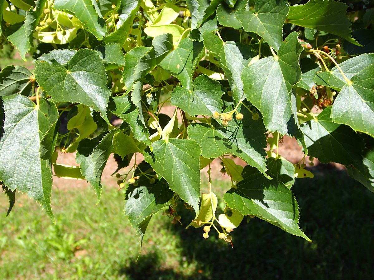 Winterlinde Greenspire