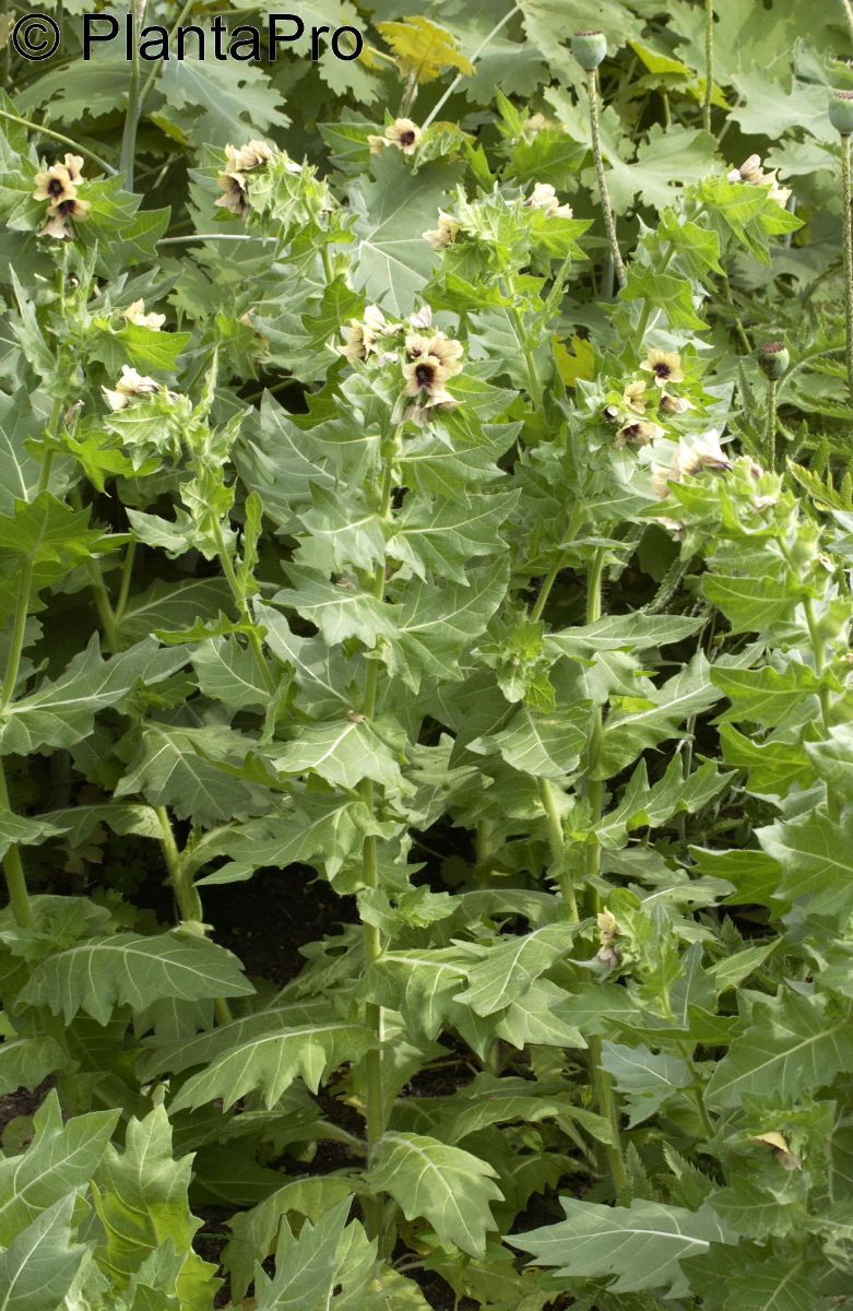 Schwarzes Bilsenkraut
