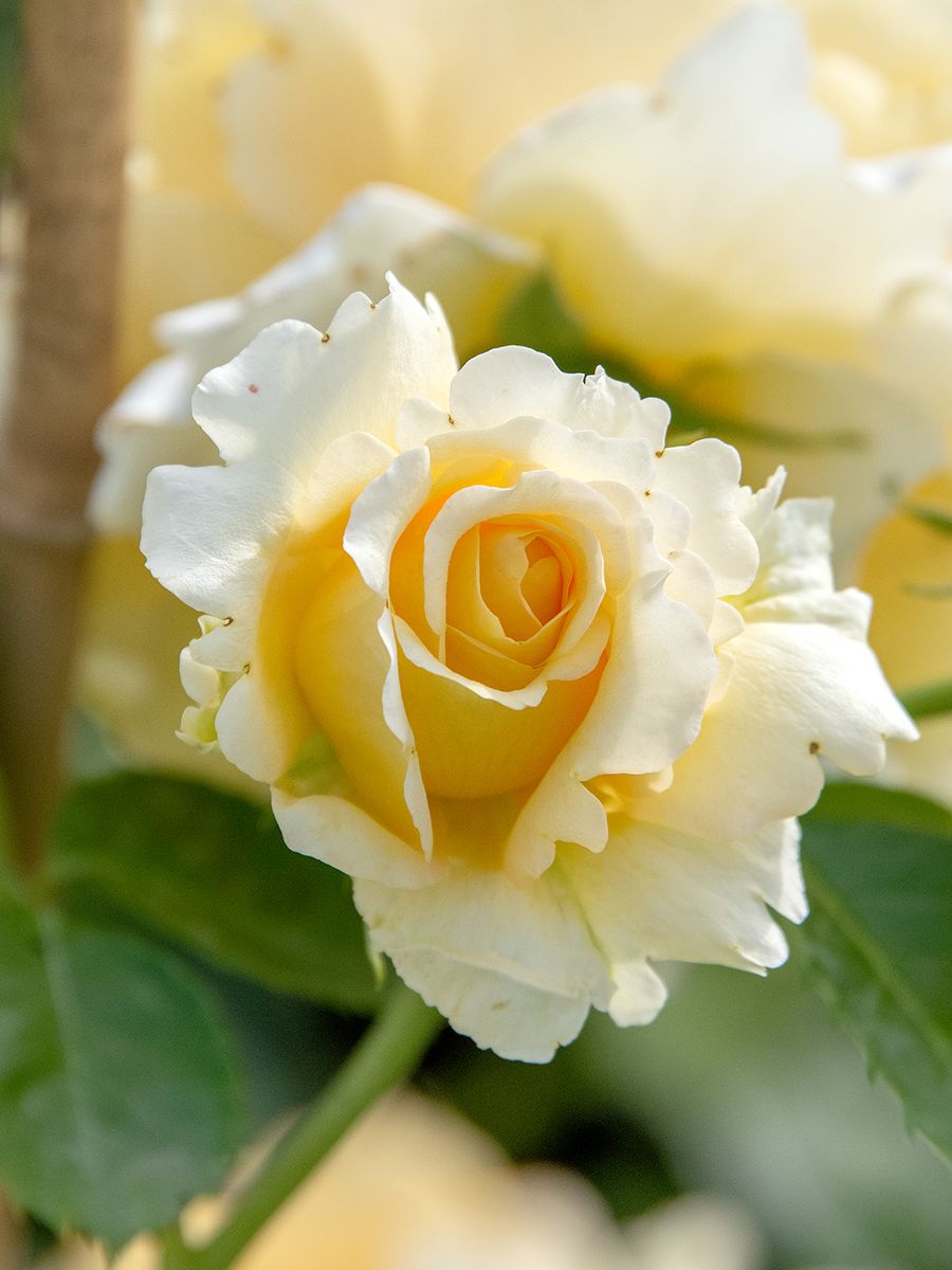 Sommergold Kletterrose