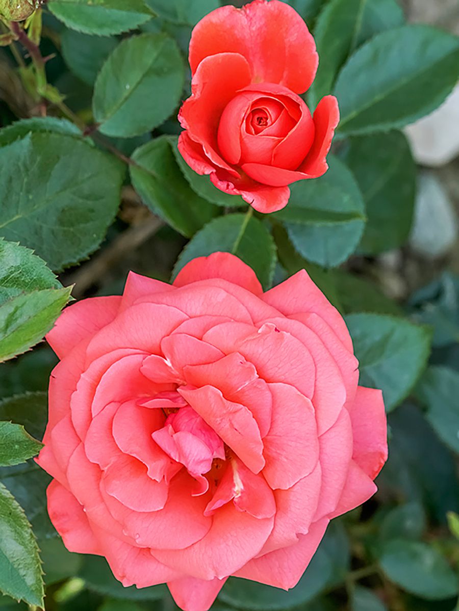 Focus® Edelrose (Teehybride, anspruchslos) Focus® Edelrose (Teehybride, anspruchslos)