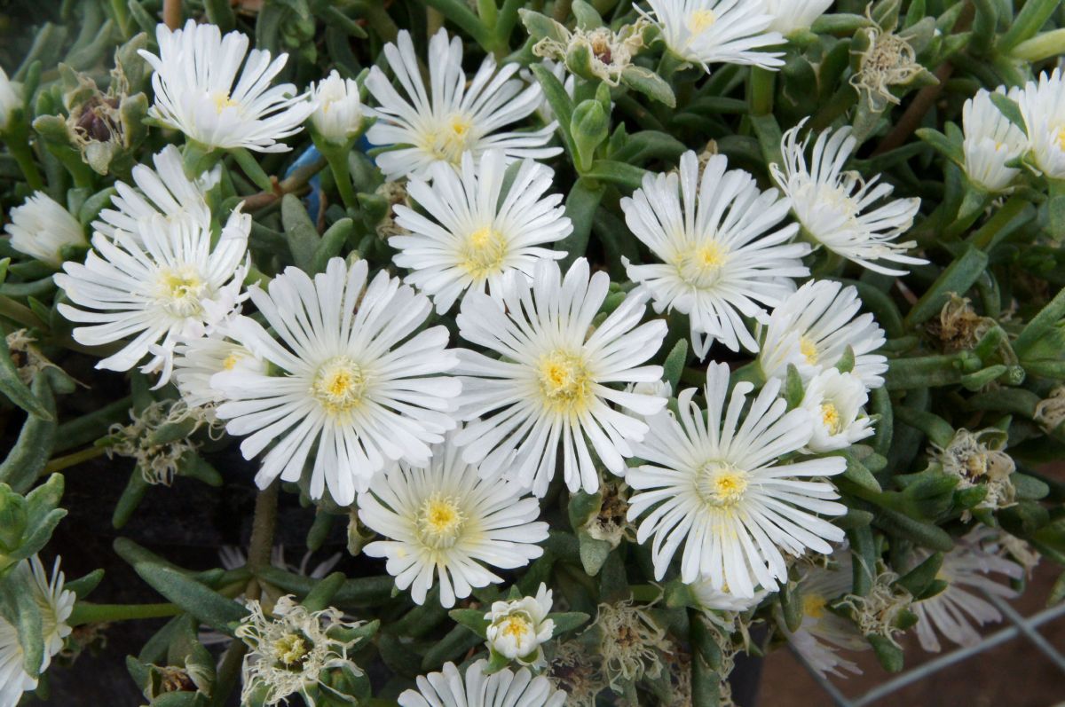 Mittagsblume White Wonder