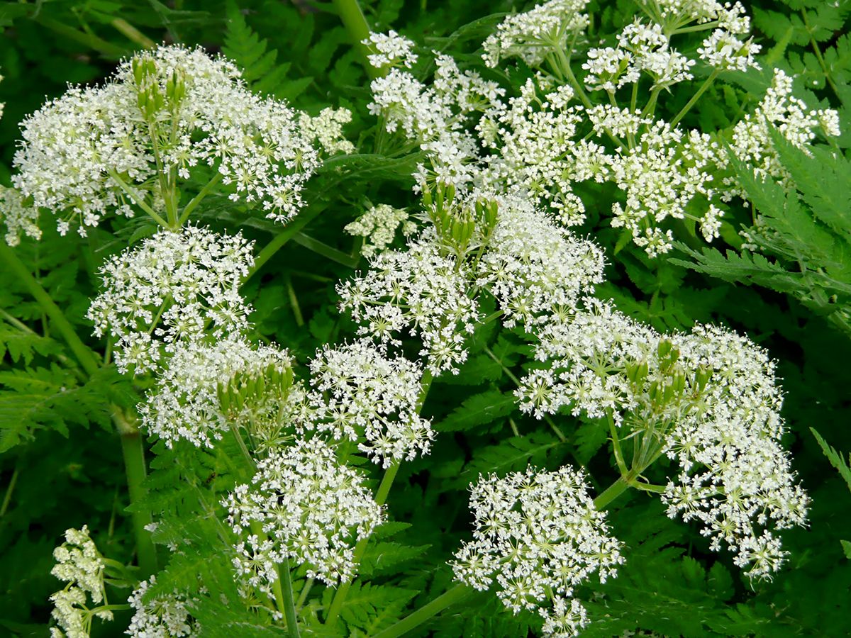 Süssdolde