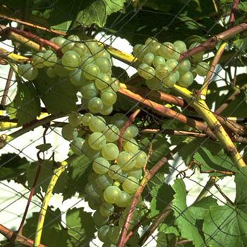 Aurora Nr. 5279 Hausgartenrebe (anspruchslos) Aurora Nr. 5279 Hausgartenrebe (anspruchslos)