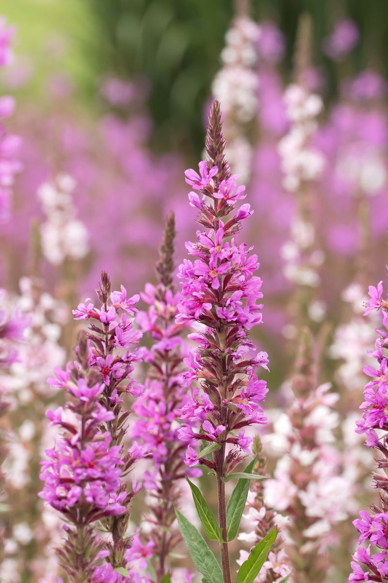 Blutweiderich JS Pink Tails