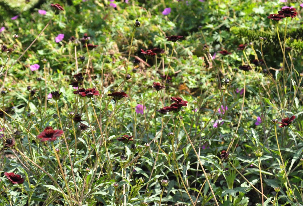 Schokoladenblume