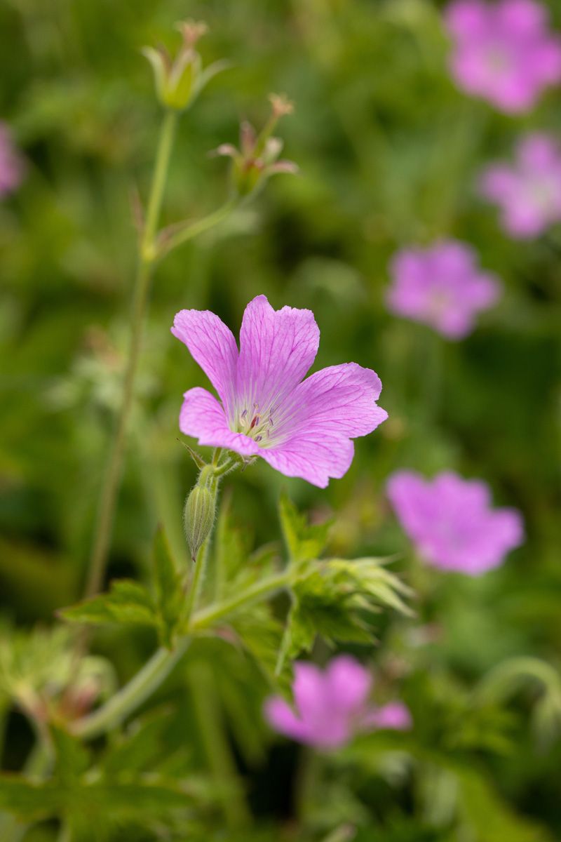 Storchschnabel Rose Clair Storchschnabel Rose Clair
