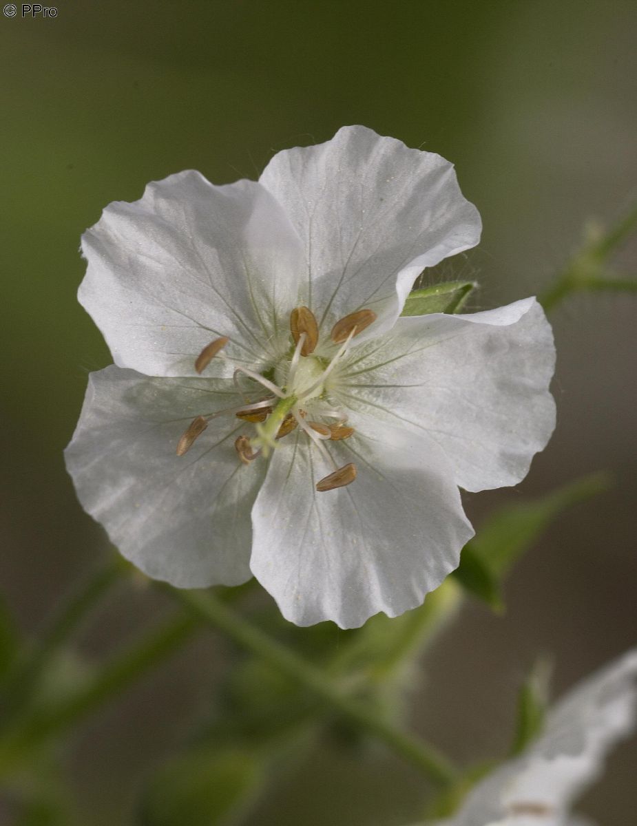 Storchschnabel Album Storchschnabel Album