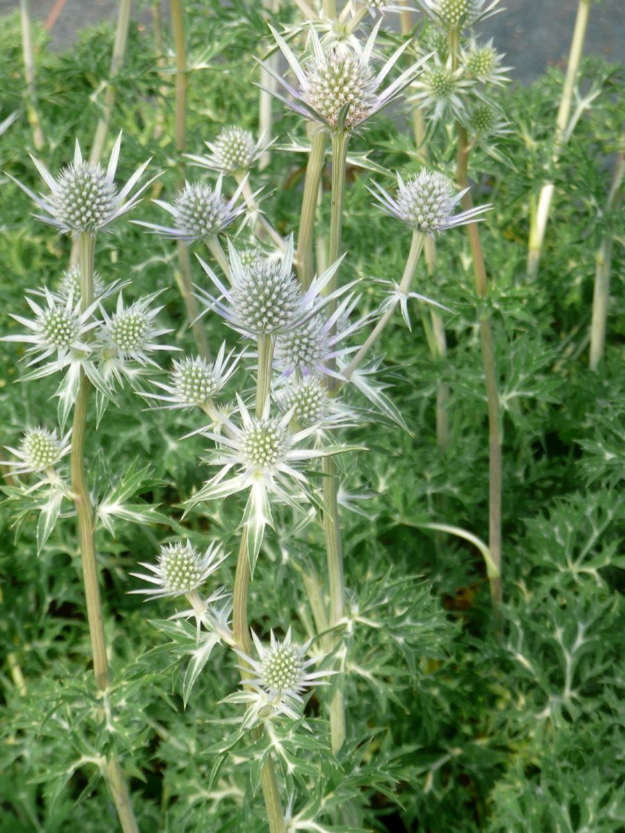 Edeldistel
