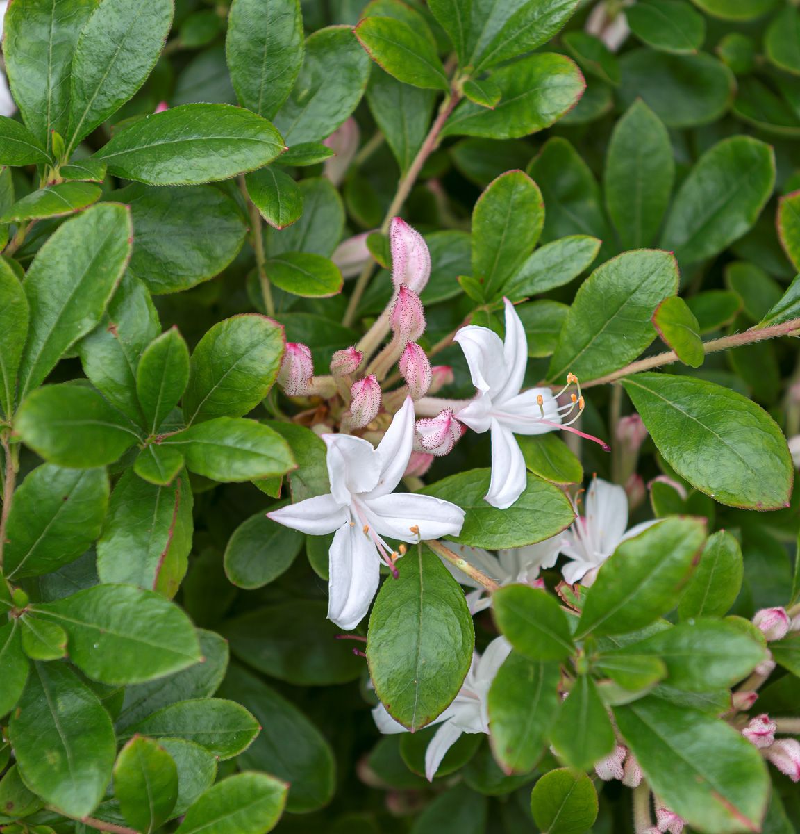 Duftazalee Sommerduft