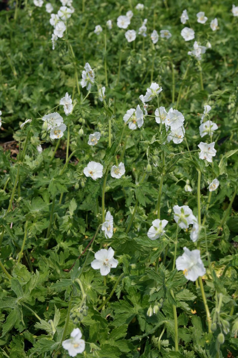 Storchschnabel Album Storchschnabel Album