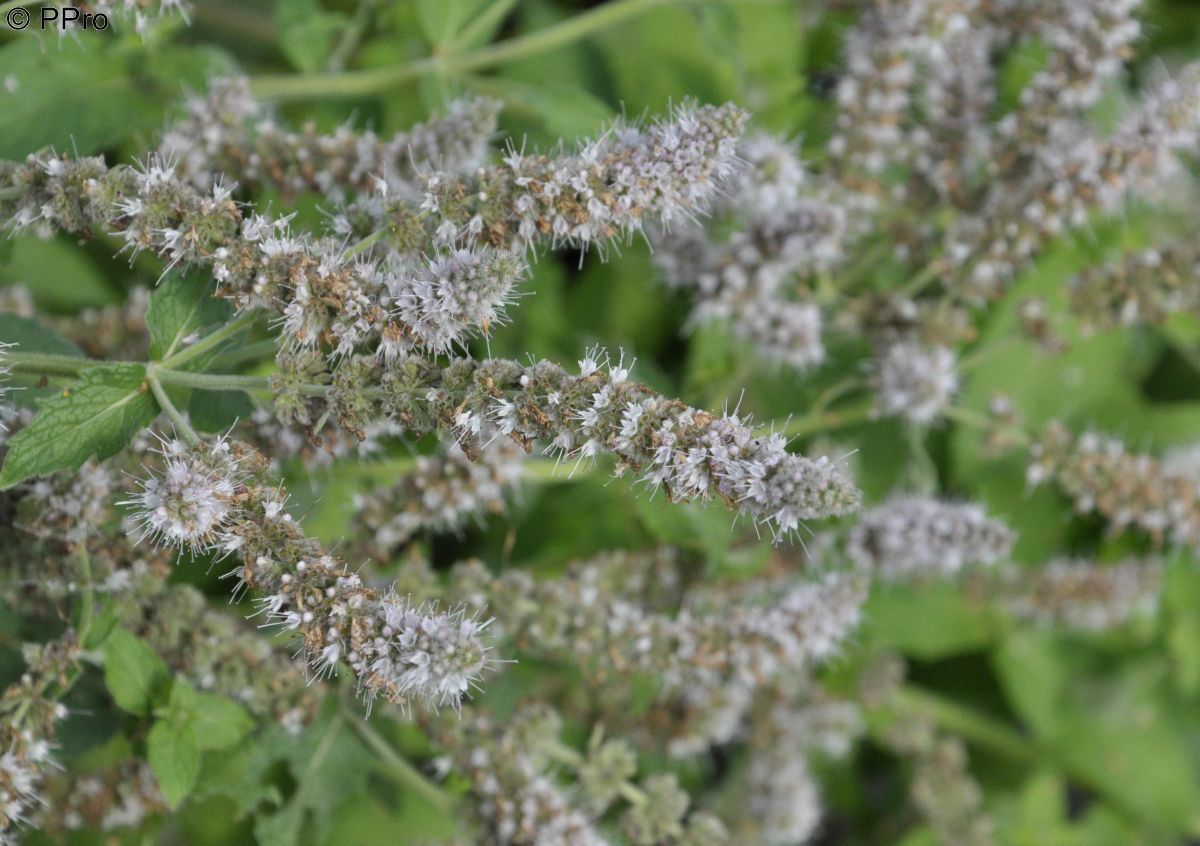 Silberminze Buddleia