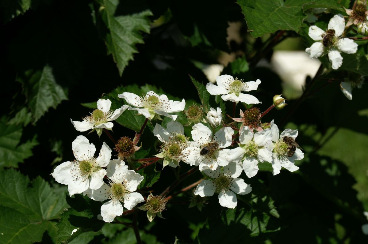 Loch Ness® Brombeere (stachellos)